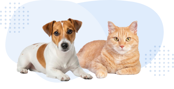 犬・猫を診察します。