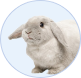 うさぎ