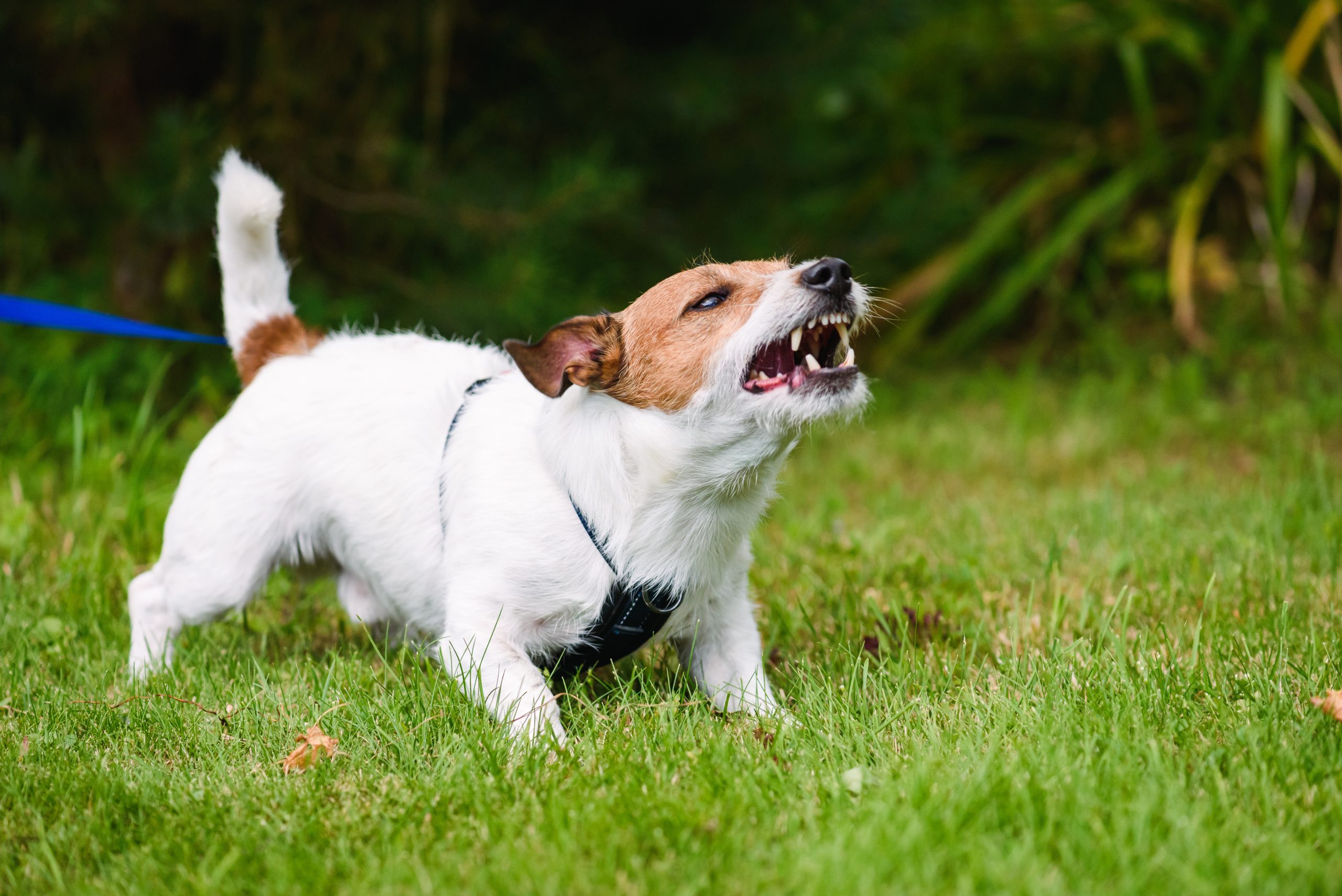 狂犬病ワクチン