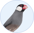 小鳥