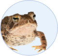 カエル