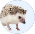 ハリネズミ