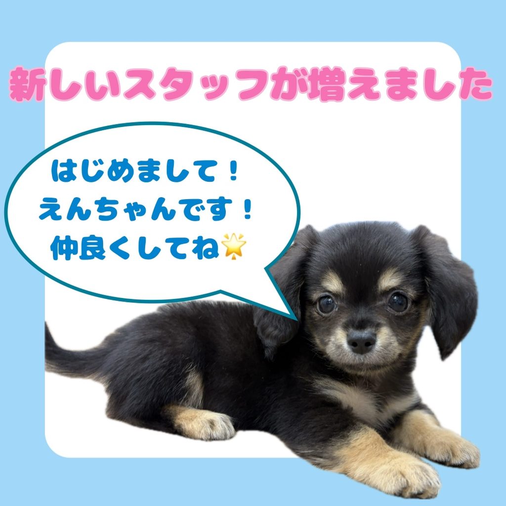 病院犬えんちゃん